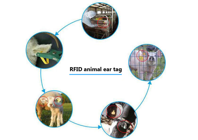  RFID توفر إدارة تربية الحيوانات التكنولوجية نموذجًا للإدارة العلمية